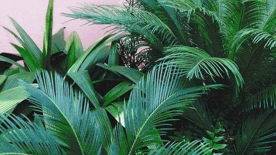 1610069420625048.gif